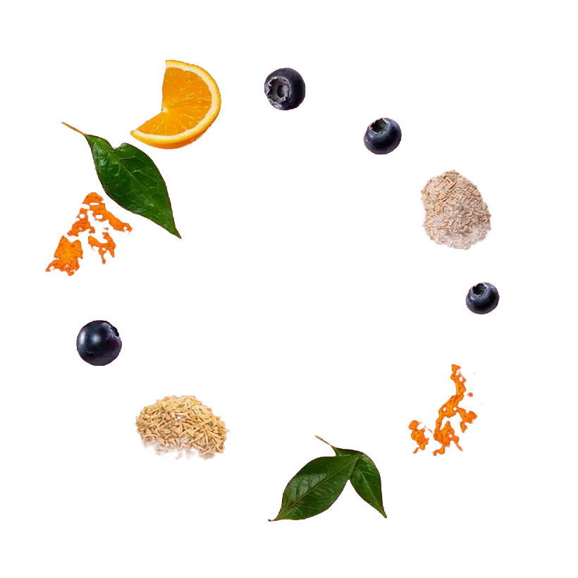 Ingredienti botanici sospesi in cerchio — curcuma, foglie di tè verde, mirtilli, agrume, semi e zenzero — che si compattano in una capsula.